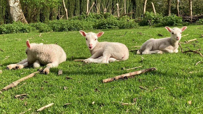 Tre små lam sitter på græsplænen i skoven.