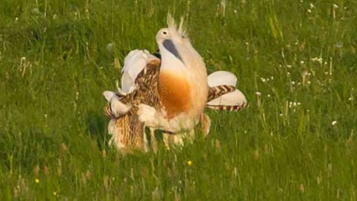 Ein majestätischer Rosaflamingo balanciert elegant auf einem Bein in einer grasbewachsenen Wiese.