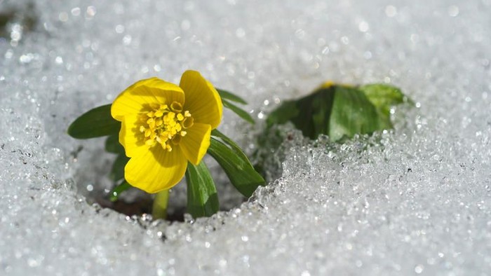 Eine einzelne gelbe Blume blüht durch den Schnee.