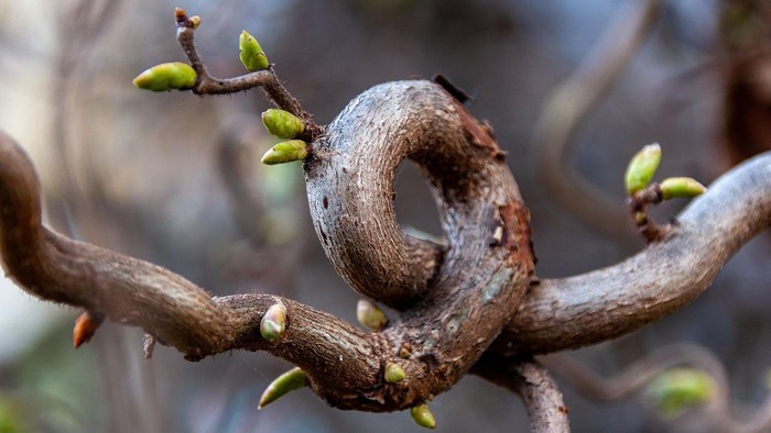 Verdrehter Baumast mit sprießenden grünen Knospen und getrocknetem, spiralförmigem Wuchs.