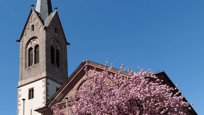 Eine historische Kirche mit einem hohen Kirchturm, umgeben von blühenden rosa Kirschblüten unter einem klaren blauen Himmel.