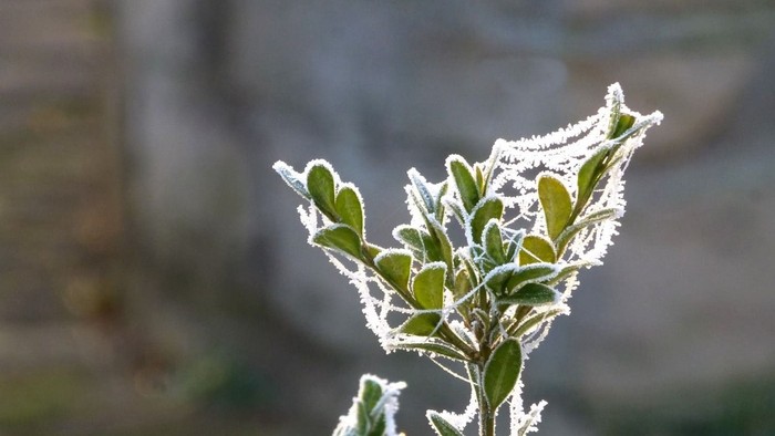 Frostige Blätter vor unscharfem Hintergrund