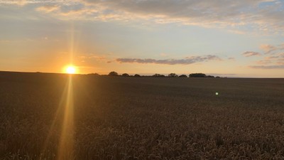 Ein Sonnenuntergang über einem weiten Feld mit hohem Getreide