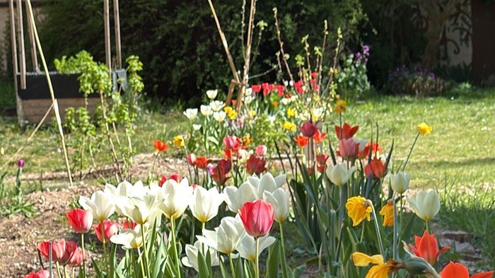 Bunter Blumenbeet mit Tulpen und Narzissen