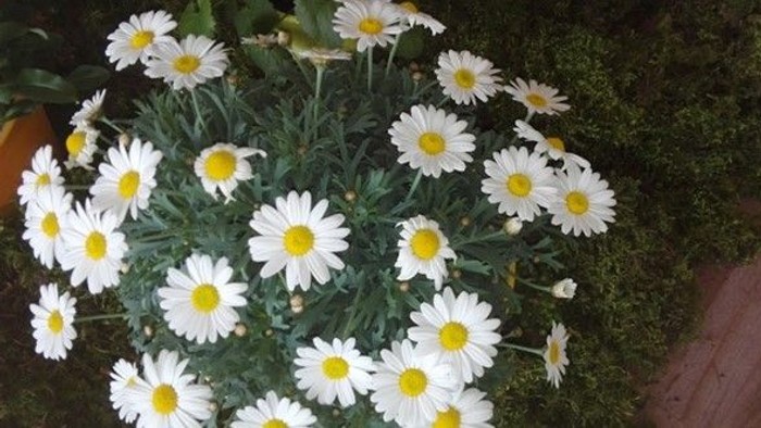 Weiße Gänseblümchen auf grünem Gras