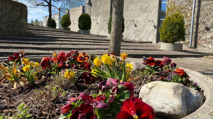 En smuk urtebed med røde og gule blomster foran en mur og træer