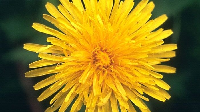 En lysgul krageblomst med mange fine blomsterblade.