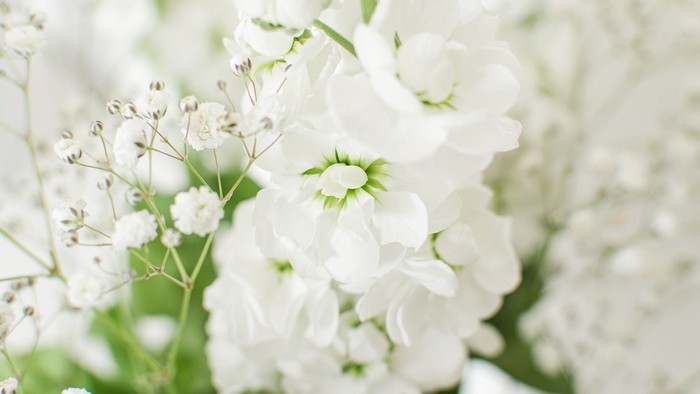 En blomsterarrangement med hvide blomster og grønne blade.