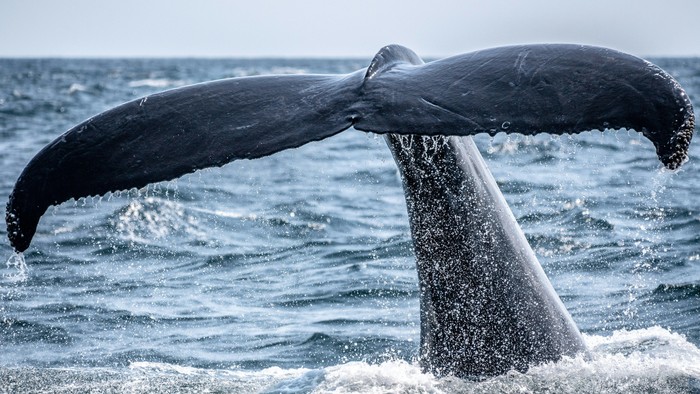 En hval svømmer i havet og vises hale.