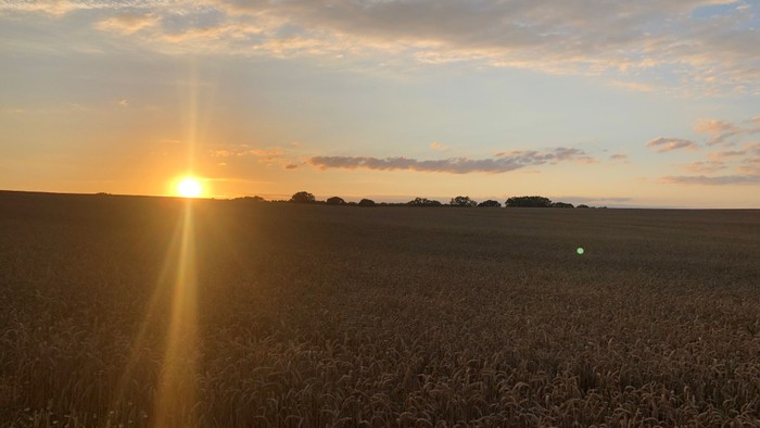 Ein Sonnenuntergang über einem weiten Feld mit hohem Getreide