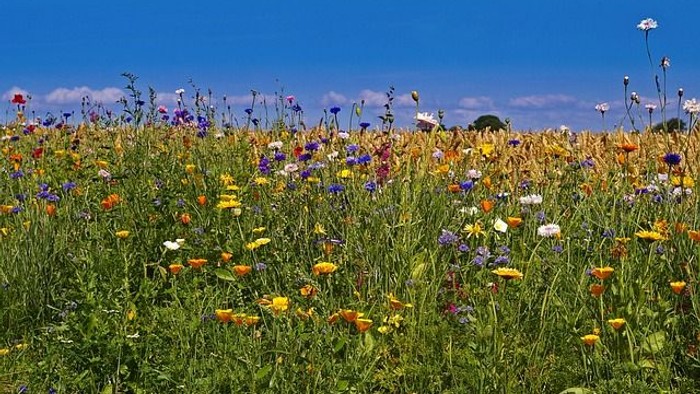 En farverig eng med mange blomster under et blødt blå himmel.