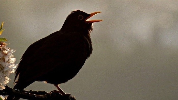 En sort fugl sidder på en gren og åbner sin nebb.