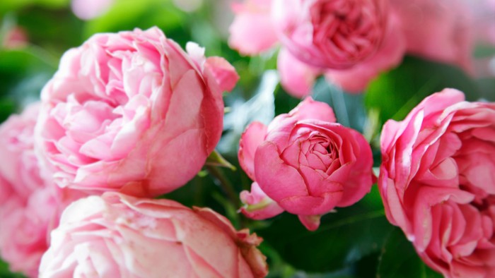 Rosa Blumen in voller Blüte, zartrosa Farben, üppige Blütenblätter