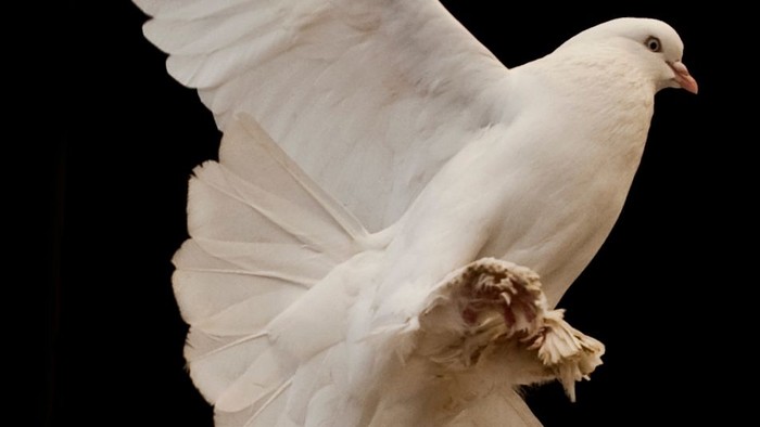 En hvid duve i flyvning.