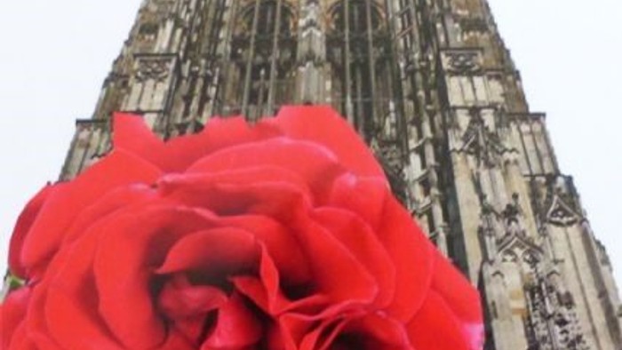 Rote Rose vor dem Ulmer Münster