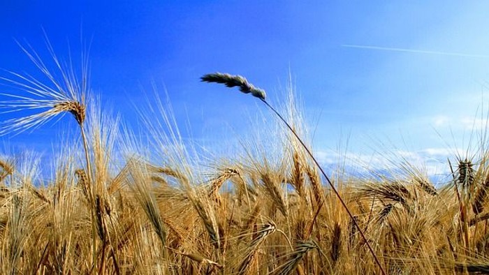En høstmark med højt græs under et klarblåt himmel.
