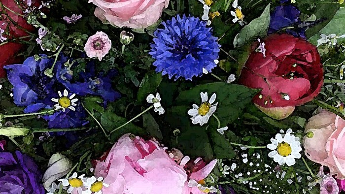 En blomsterarrangement med røde, rosa og blå blomster samt hvide knapblomster