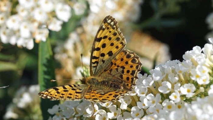 Ein Schmetterling sitzt auf weißen Blütenblättern.