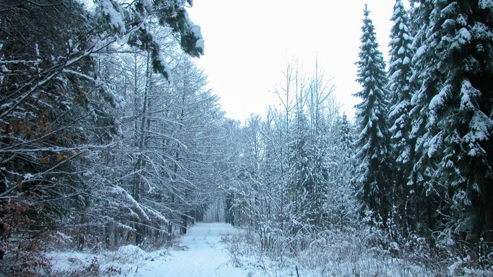 Waldweg im Winter