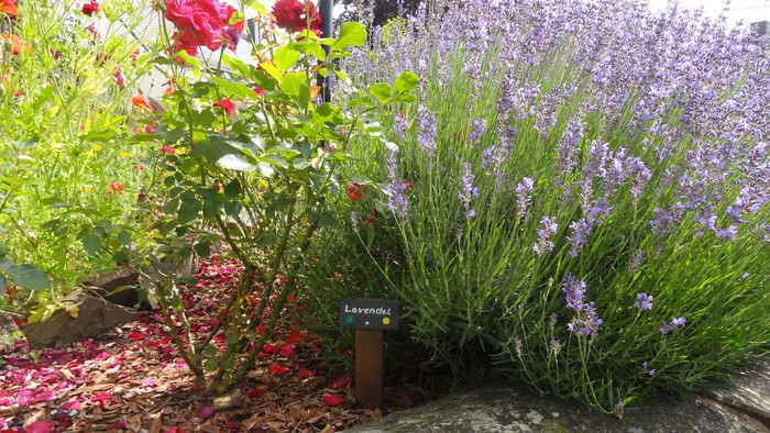 Teilausschnitt Blumenbeet mit Lavendelpflanze