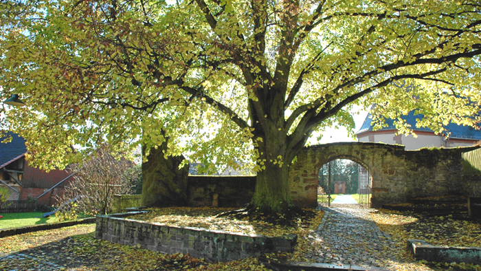 Großer Baum mit ausladenden Ästen und herabgefallenem Laub im Gartenbereich in der Nähe eines Steingebäudes.