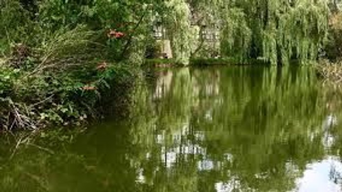 Ruhiger Teich, umgeben von üppigem Grün und Bäumen.