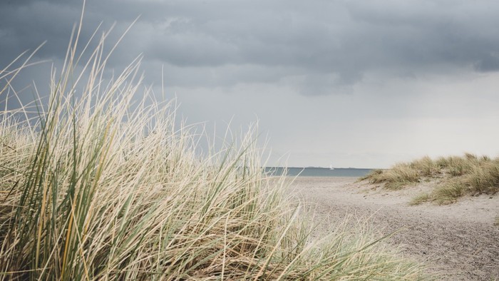 En stranden med høje græsser og en mørk, skyet himmel i baggrunden