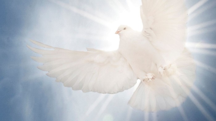 En hvid duve flyver gennem et lysende himlende himl.