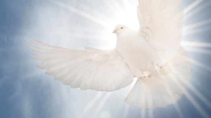 En hvid duve flyver gennem et lysende himlende himl.