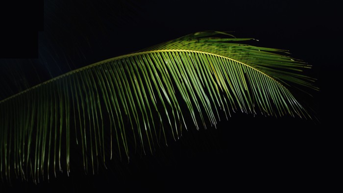En stor, lysgrøn palmeblad i mørke omgivelser
