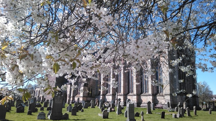 Cemetery with many gravestones, a large tree with white flowers, and a building in the background.