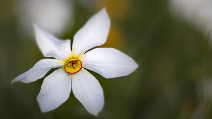 En hvid blomst med gul midte blomstrer i grønne buske.