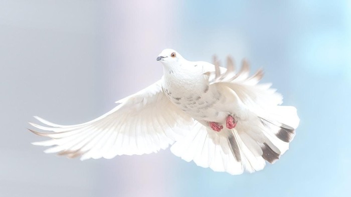 A white dove in flight with wings spread wide against a light blue sky.