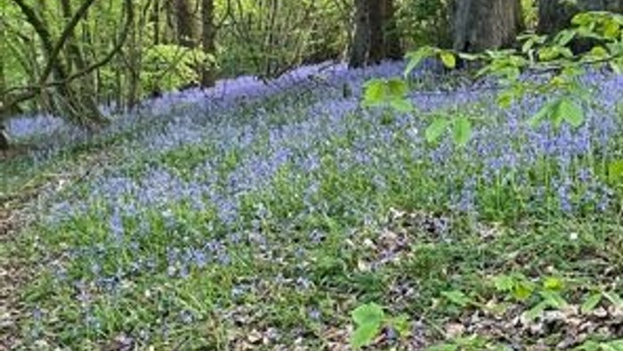Forest path with bluebells and tall trees