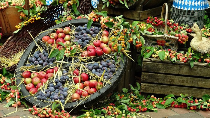 Ein reichhaltiger Obsthaufen mit Äpfeln, Weintrauben und Kirschen in Körben und Fässern.
