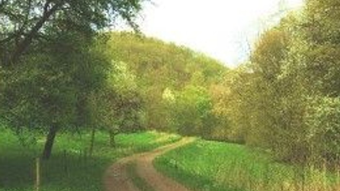 Ein Schotterweg durch einen grünen Wald