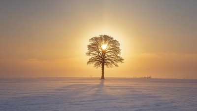 Et ensomt træ står som en silhuet mod en betagende solopgang over et sneklædt, vidtstrakt landskab.