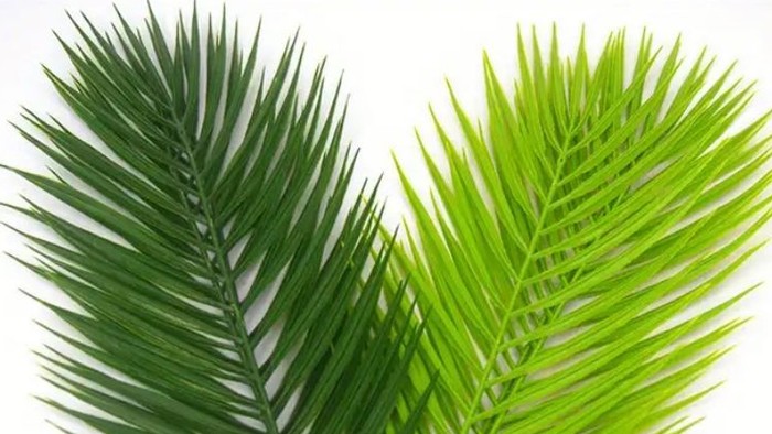 To forheklede palmeblade på hvid baggrund