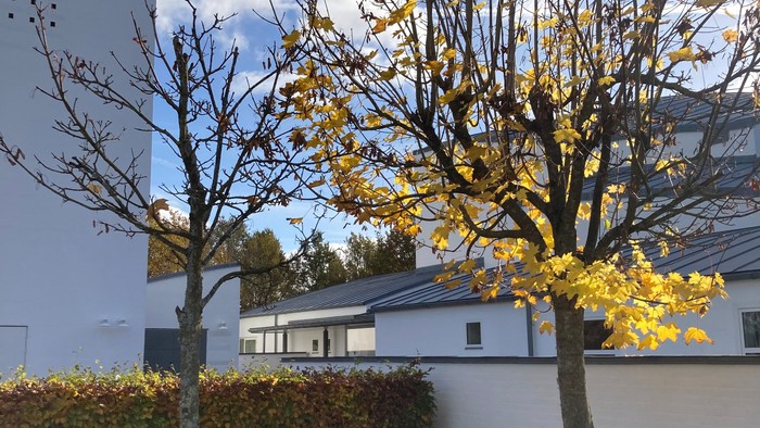 En hvid bygning med et træ med gule blade foran