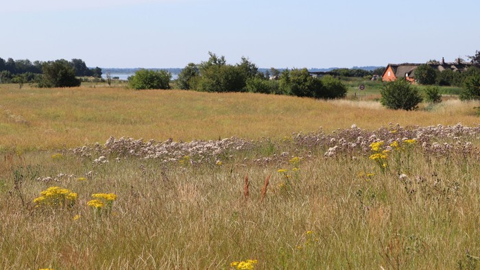 En åben mark med gule blomster og en mur i forgrunden, med skov og huse i baggrunden