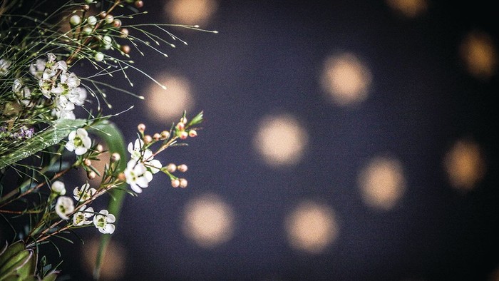 En grøn plante med små, hvide blomster foran en mørk og bølget baggrund