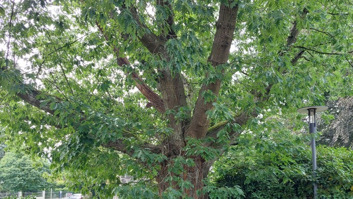 Baum Flottbeker Kirchenvorplatz Sommeraktion
