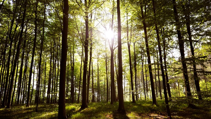 Skog med høje træer og solskin.