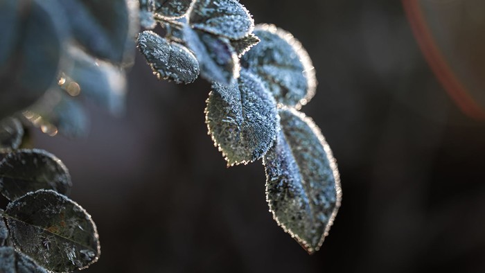 Isfrossne blad på gren