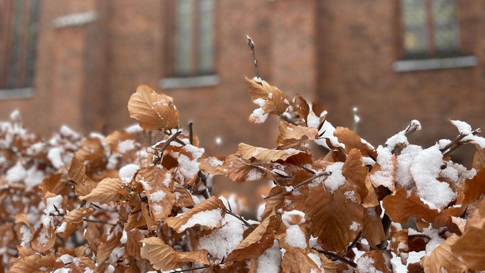 Snødekte løv på busk foran røde mursten