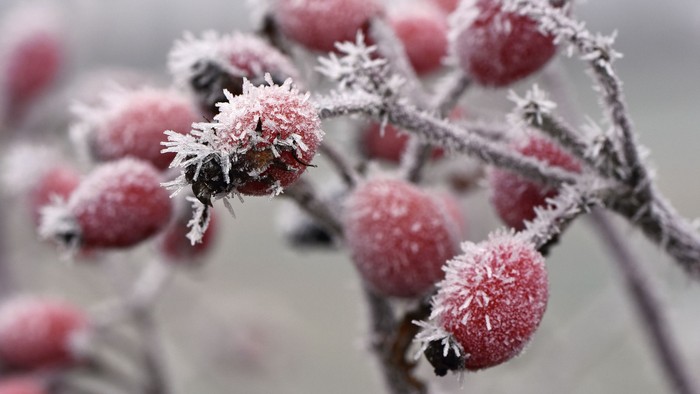 Frossne rødlige bær på gren.