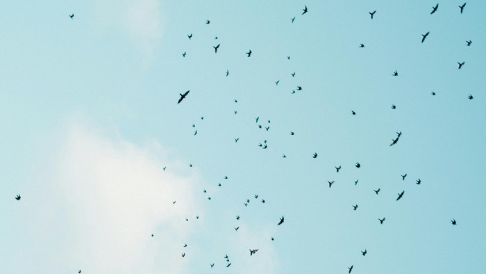 Vögel fliegen am hellblauen Himmel