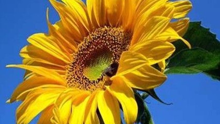 Eine strahlende Sonnenblume ragt hoch gegen den klaren blauen Himmel.