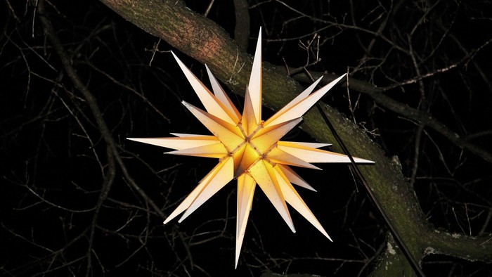 Eine leuchtend gelbe Blume mit weißen Rändern steht im Mittelpunkt, umgeben von dunklen Zweigen.