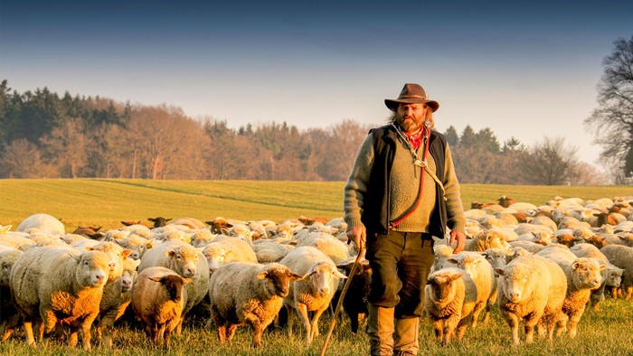 Hirte mit Schafherde